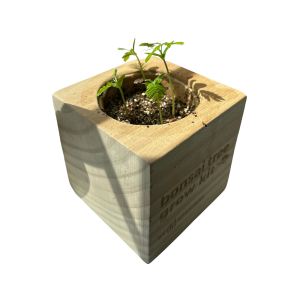 Bonsai Tree Grow Kit