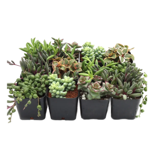 Trailing & Strings Succulents 12-Pack